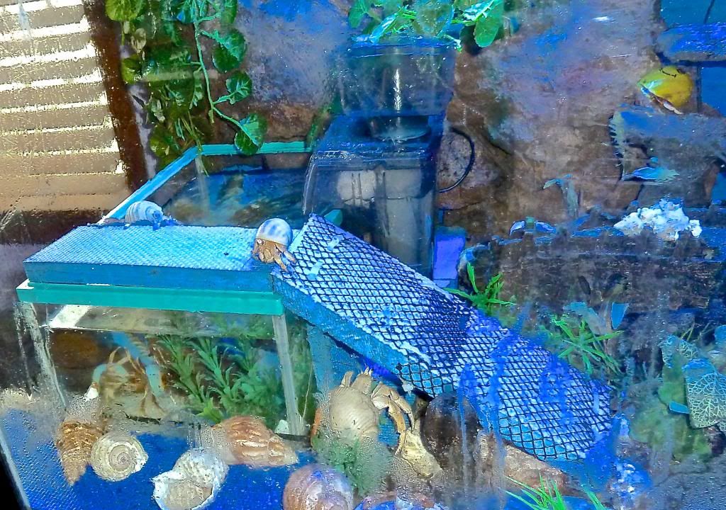 Diy Salt Water Pool / Choose A Natural Swimming Pool Or Pond All Plants